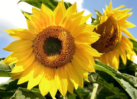 The group of sunflowers against the background of the blue sky.の写真素材