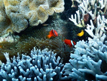 underwater tropical fishの写真素材