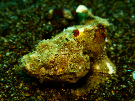 underwater tropical fishの写真素材