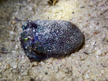 South China Sea, diving shootingの写真素材