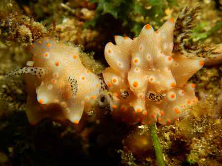 South China Sea, diving shootingの写真素材