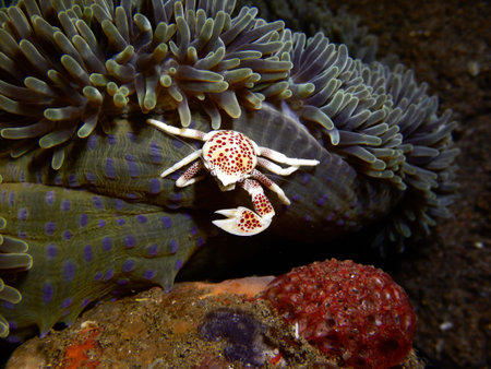 South China Sea, diving shootingの写真素材