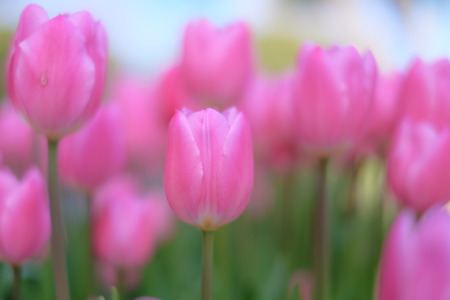 Tulipの写真素材