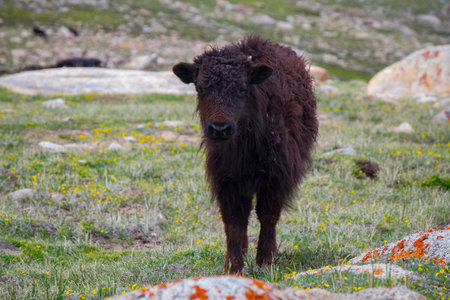 Flock of yaks around the valley near Pangong lake in Ladakh, Indiaの写真素材