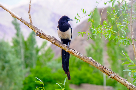 Magpie birdの写真素材