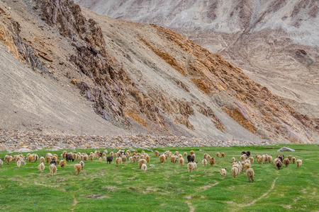 Flock of Pashmina in Ladakh, India.の写真素材