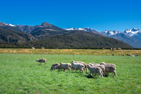 Flock of Sheep, New Zealand