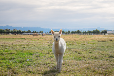 Alpacas, New Zealandの写真素材