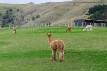 Alpaca, New Zealandの写真素材