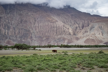 Landscape around Nubra Valley in Ladakh, Indiaの写真素材