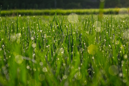 Close up shot of in the middle of green rice plantation in Nan province, Northern Thailandの写真素材