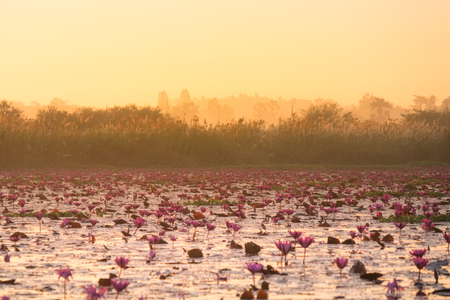 Red lotus sea is the most famous attraction of Udonthani, located province in northeast region of Thailand.の写真素材
