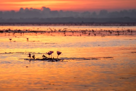 Red lotus sea, the most famous attraction of Udonthani, located in the northeast region of Thailand.の写真素材