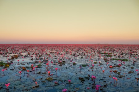Red lotus sea is the most famous attraction of Udonthani, located province in northeast region of Thailand.の写真素材