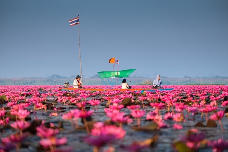Red lotus sea is the most famous attraction of Udonthani, located province in northeast region of Thailand.のeditorial素材