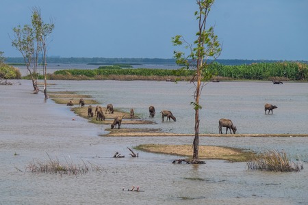 Landscape of Ta-lay Noi wetlands preserve, one of the famous attraction in Phattalung district, Thailand.の写真素材