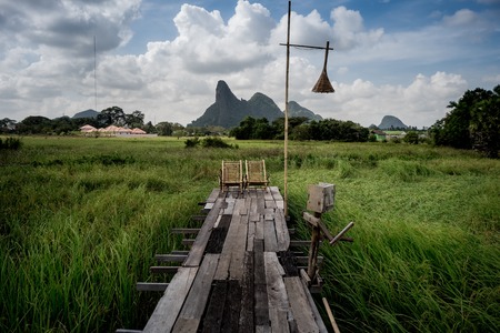 Landscape of rice field in southern area in Thailand. Rice is a main agriculture of the country.の写真素材