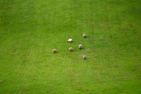 Flock of sheep glazing in the meadow in Northern Ireland, near Torr head and Ballycastle