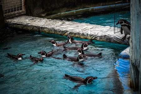 Penguins in Takaoka Kojo zoo in Toyama prefecture, Japanの写真素材
