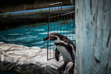 Penguins in zoo in Toyama prefecture, Japanの写真素材