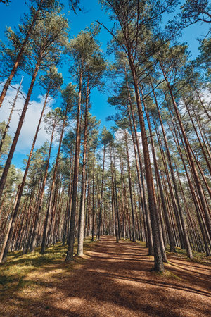 The Tall Pine Tree Forest in a Straight Line, Estoniaの写真素材