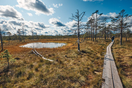The landscape around walking path of Viru bog, one of the most accessible bogs in Estonia, Located...