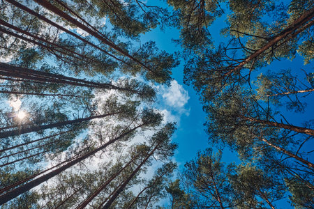 The Tall Pine Tree Forest in a Straight Line, Estonia