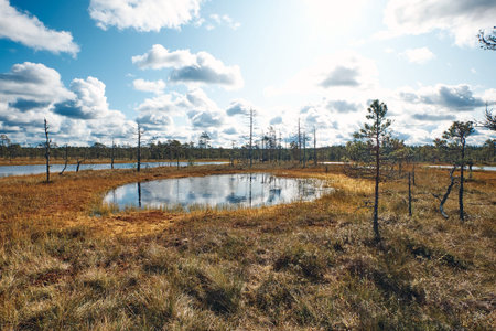 The landscape around walking path of Viru bog, one of the most accessible bogs in Estonia, Located...