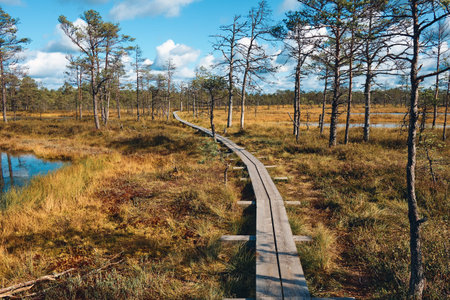The landscape around walking path of Viru bog, one of the most accessible bogs in Estonia, Located in Lahemaa National Parkの写真素材