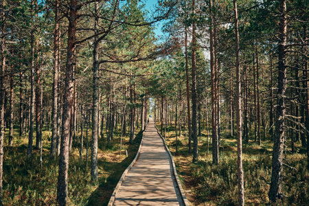 The landscape around walking path of Viru bog, one of the most accessible bogs in Estonia, Located...