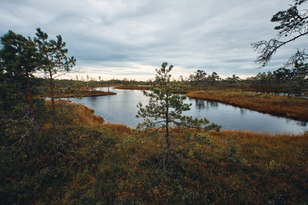 The Landscape of Bog / Wetland Area Around The Great Bog Trail of Kemeri National Park, Latvia