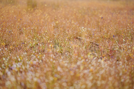 A close - up shot of wild flower in Dong Na Tam Forest, Ubon Ratchathani province, Thailand