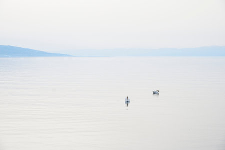 Swan at the Lake Geneva (Lac Leman) (Selective Focus)の写真素材