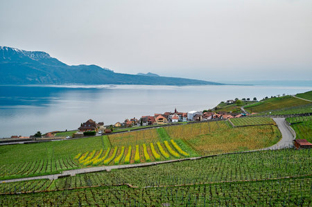 The landscape of vineyard terrace in region of Lavaux in Switzerland near lake Geneva (Lac Leman).の写真素材