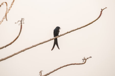 A close-up shot of Black drongo showing its forked tailの写真素材