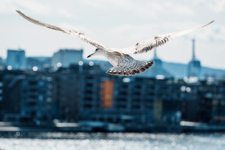 A seagull in flight over a blurred urban waterfront, with buildings in the background.の写真素材