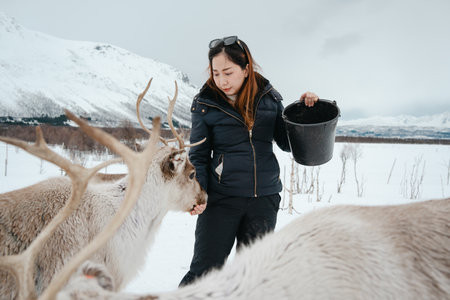A woman feeding reindeer in a snowy landscape, wearing a black jacket and holding a bucket. Tromso, Norway.の写真素材