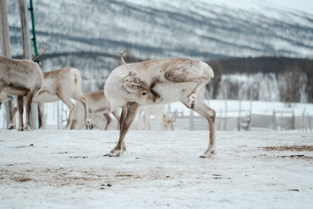 A herd of reindeer in a snowy landscape at Tromso, Norway.