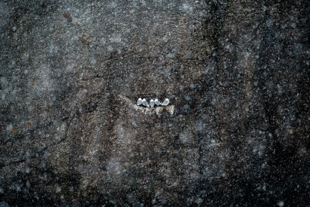 A group of seagulls gather at a cliff in snow storm.の写真素材