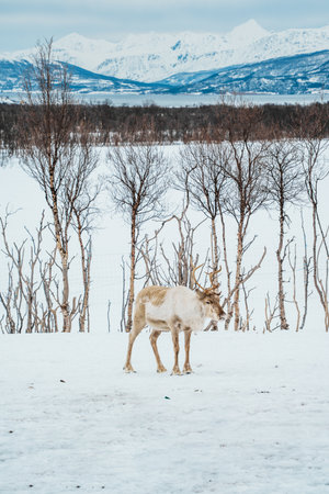A reindeer walking through a snowy forest with birch trees.の写真素材