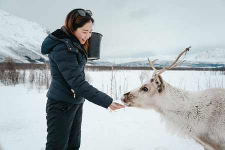 A woman feeding reindeer in a snowy landscape, wearing a black jacket and holding a bucket. Tromso,...