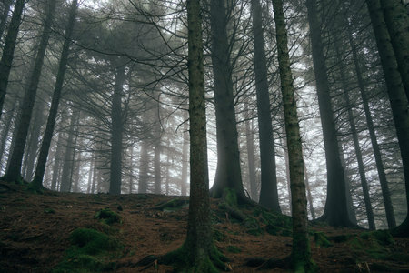 Atmospheric forest scenes captured on Mount Floyen in Bergen.