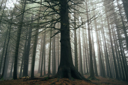 Atmospheric forest scenes captured on Mount Floyen in Bergen.