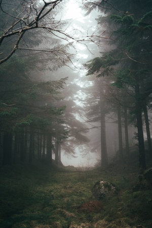 Atmospheric forest scenes captured on Mount Floyen in Bergen.の写真素材