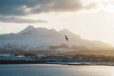Stunning winter landscapes around Leknes in Lofoten, Norway, featuring snow-covered mountains, calm...