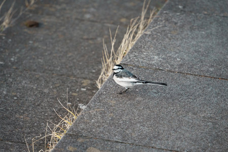 Close-up shots of a white wagtail bird walking and perched near a waterfront, captured on stone pavement.の写真素材