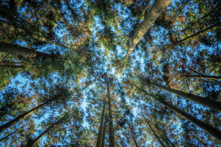 A view looking up at tall tree canopies with interlacing branches, clear blue sky background,...
