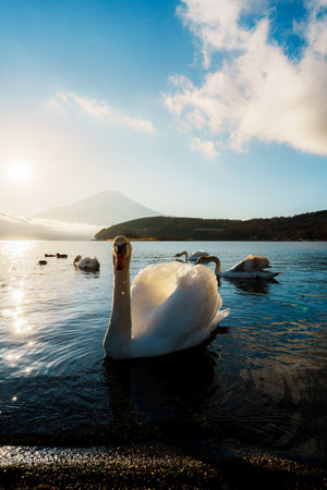 Several beautiful swans on Lake Yamanaka with a stunning sunrise and Mount Fuji backdrop.の写真素材