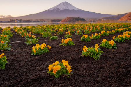 Vibrant yellow flowers at Oishi Park with the iconic Mount Fuji and Lake Kawaguchiko in the background.の写真素材