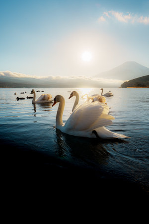 Several beautiful swans on Lake Yamanaka with a stunning sunrise and Mount Fuji backdrop.の写真素材